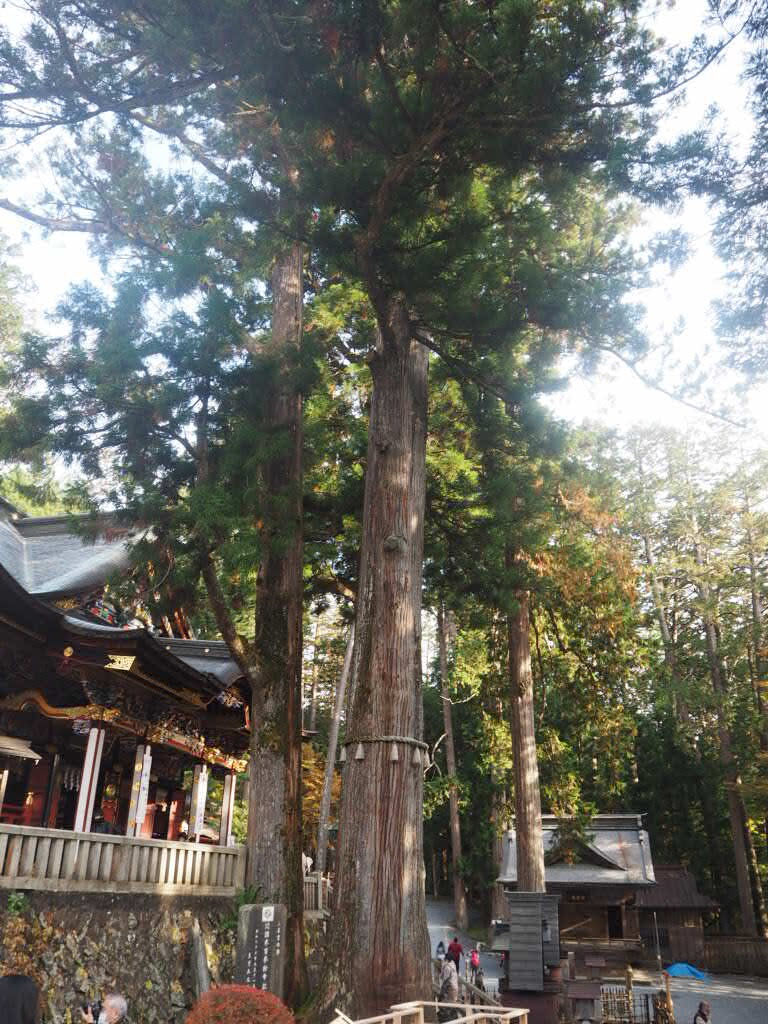 樹齢800年の御神木