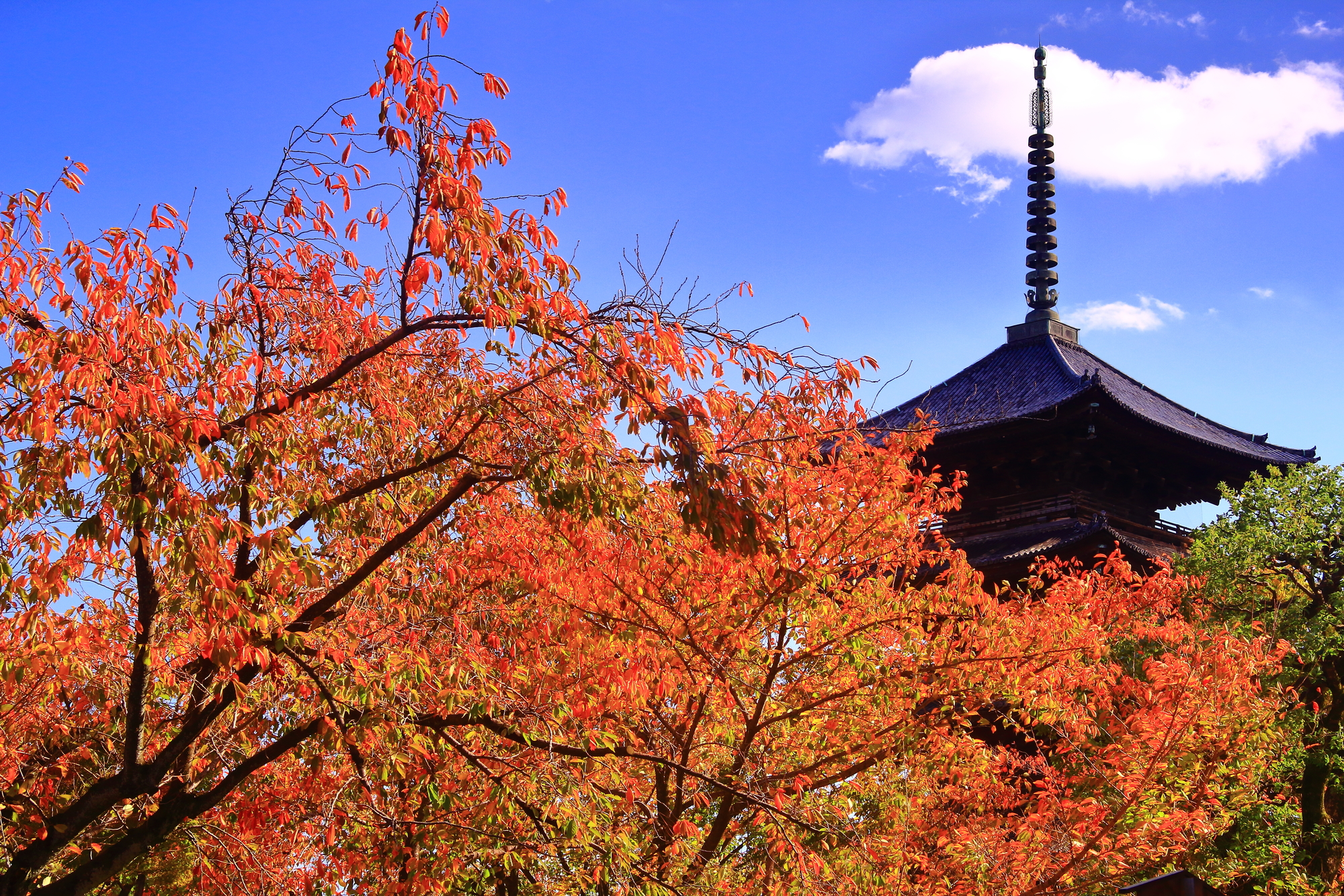 京都 東寺の紅葉