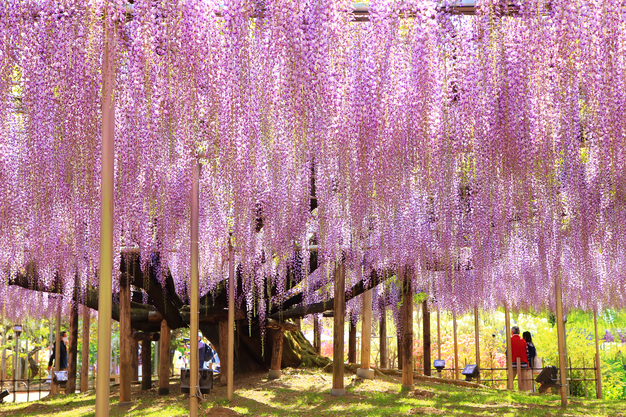 あしかがフラワーパーク