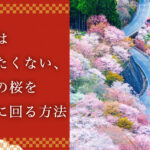 本当は教えたくない、吉野桜の鑑賞方法