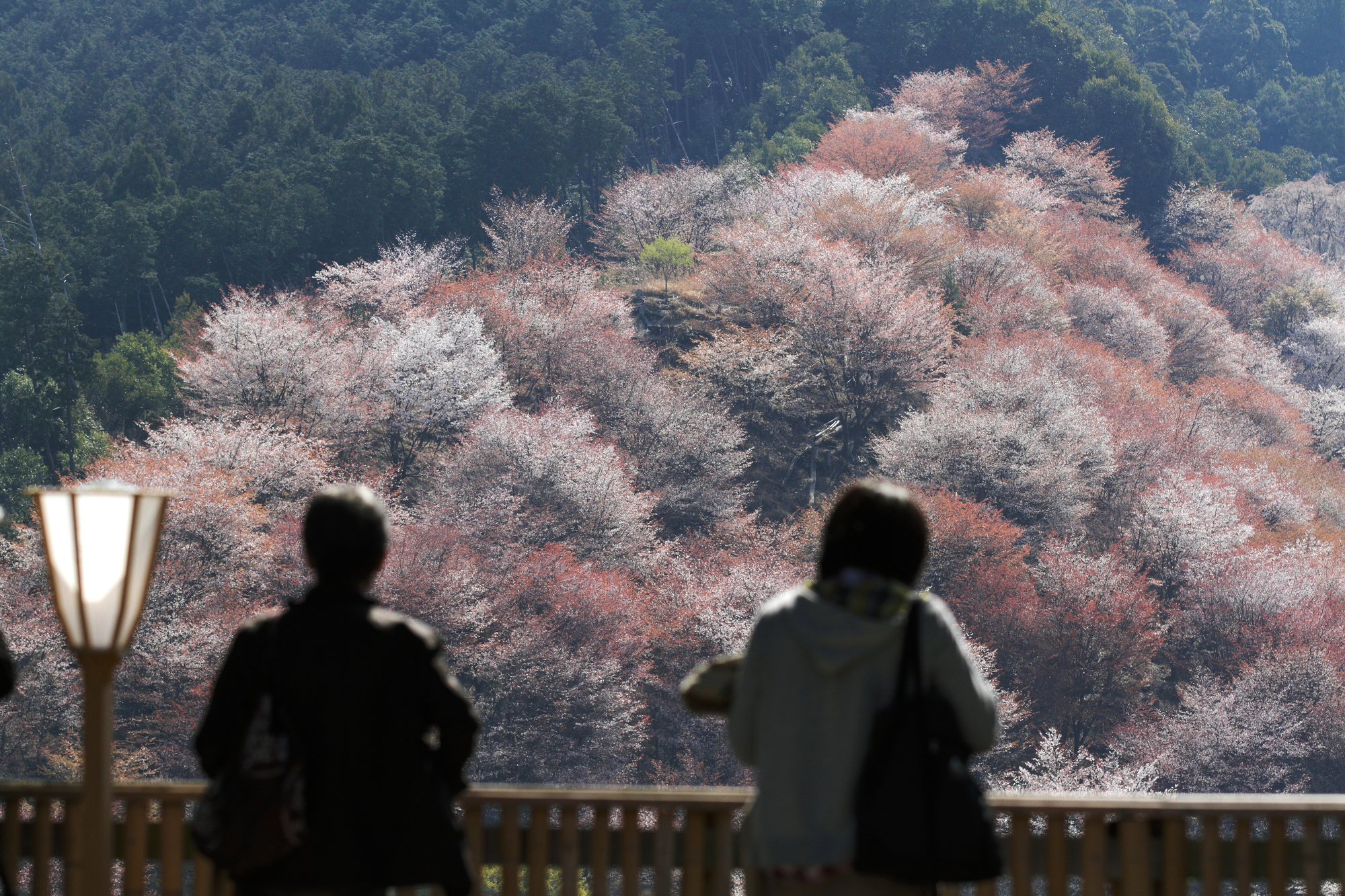 裏技は、コスパもタイパも最強