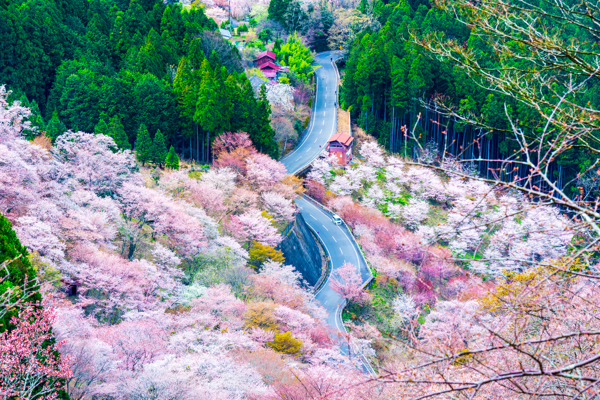 吉野山の千本桜