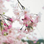 コラム更新について