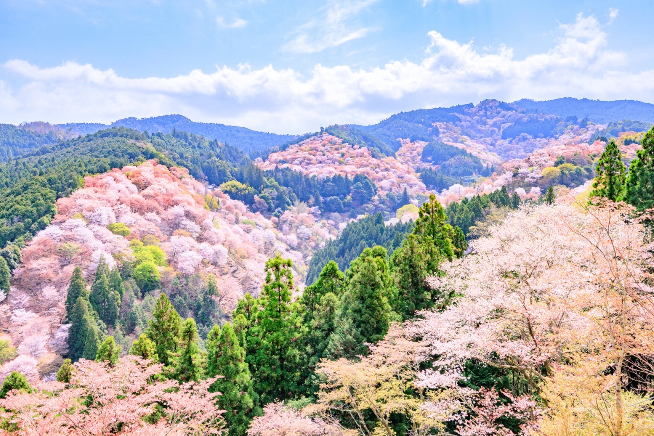 吉野山の桜