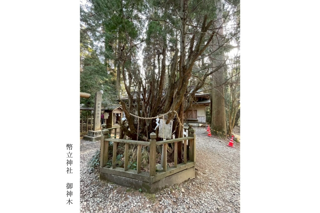 幣立神社ご神木