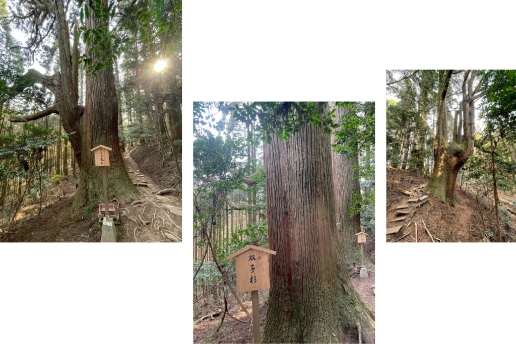 幣立神社_ご神木