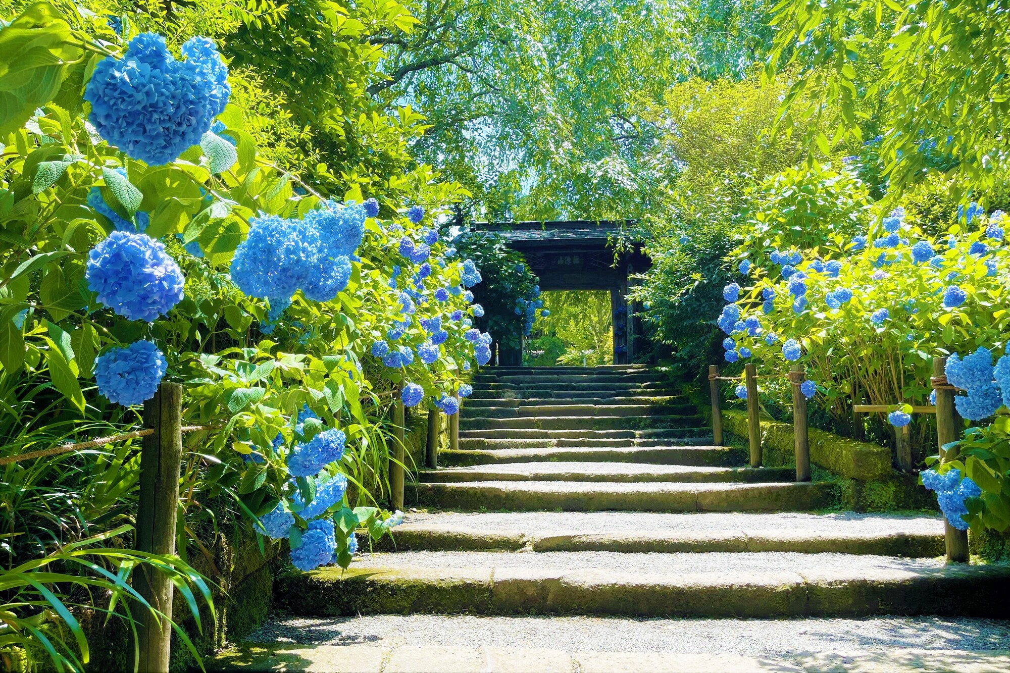 鎌倉明月院の紫陽花
