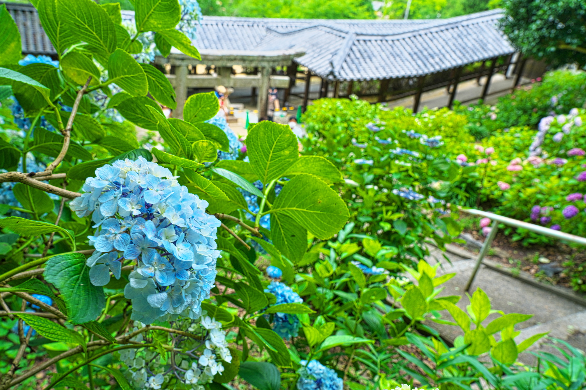 岡山吉備津神社の紫陽花